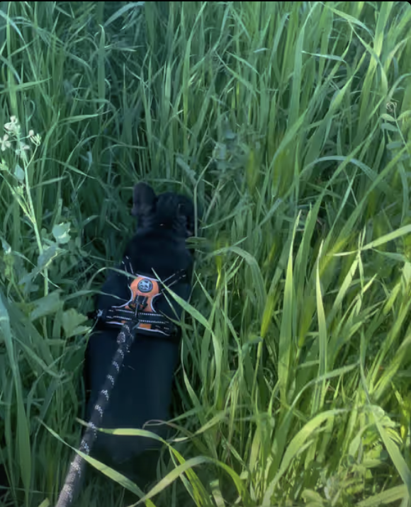 Frenchie running thru the jungle !!!